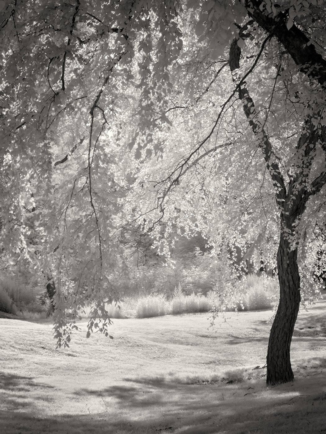 Summer by Arik Gorban