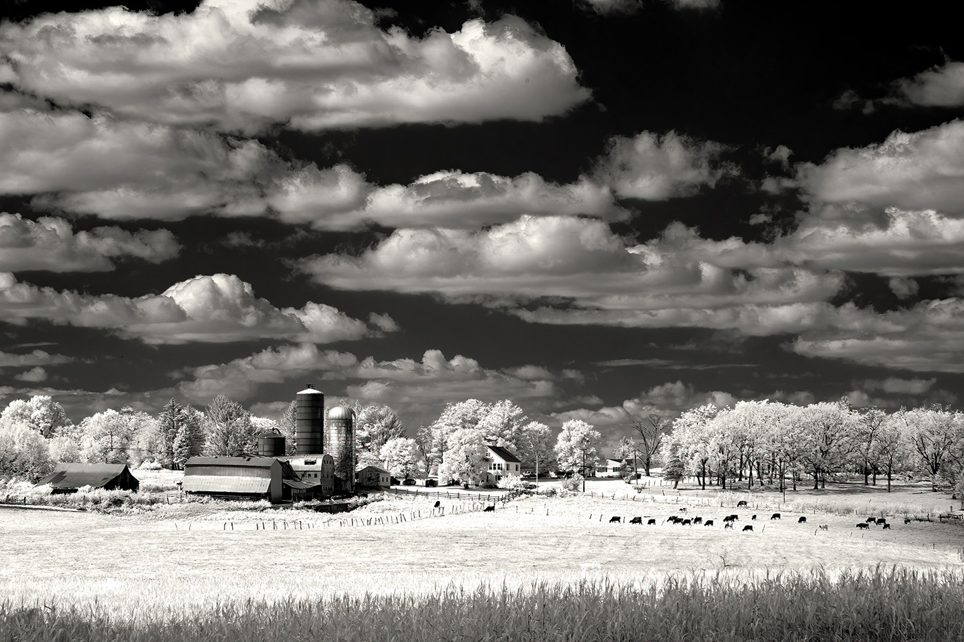 Farm in IR by Arik Gorban