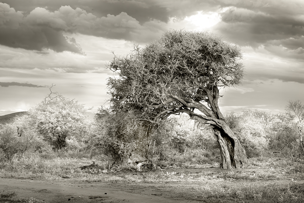 African Tree by Melanie Hurwitz