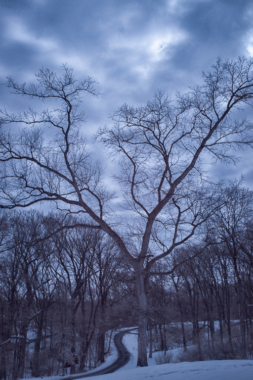 Bare Tree  by Emil Davidzuk