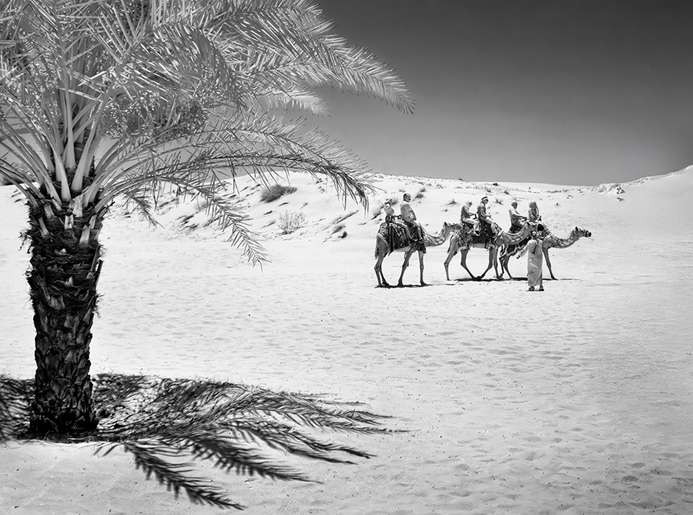 Camels in the Desert