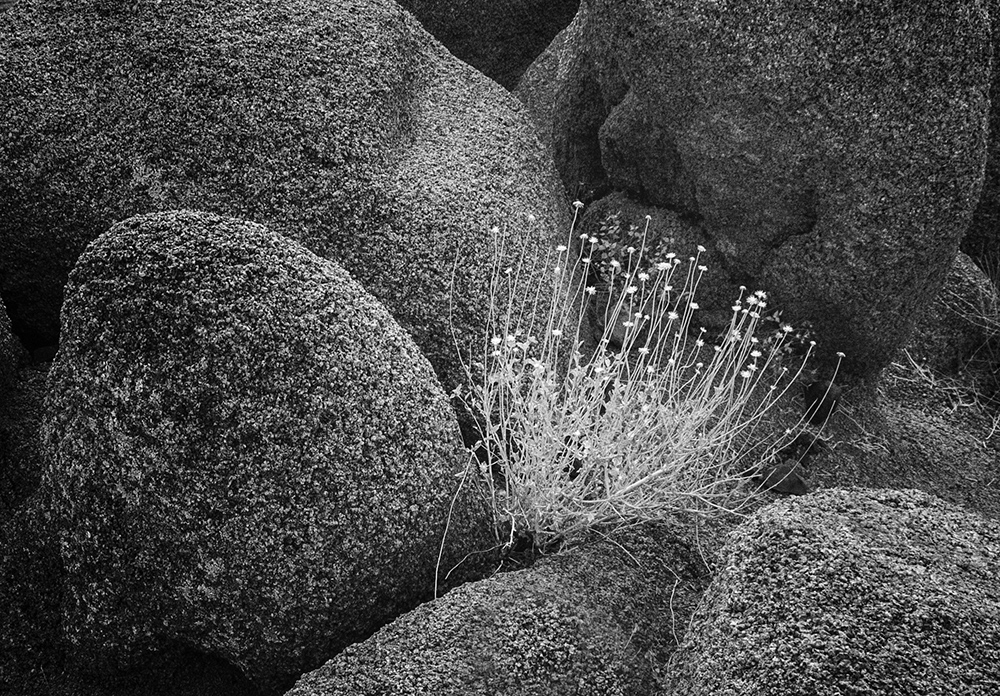 Life Among the Boulders