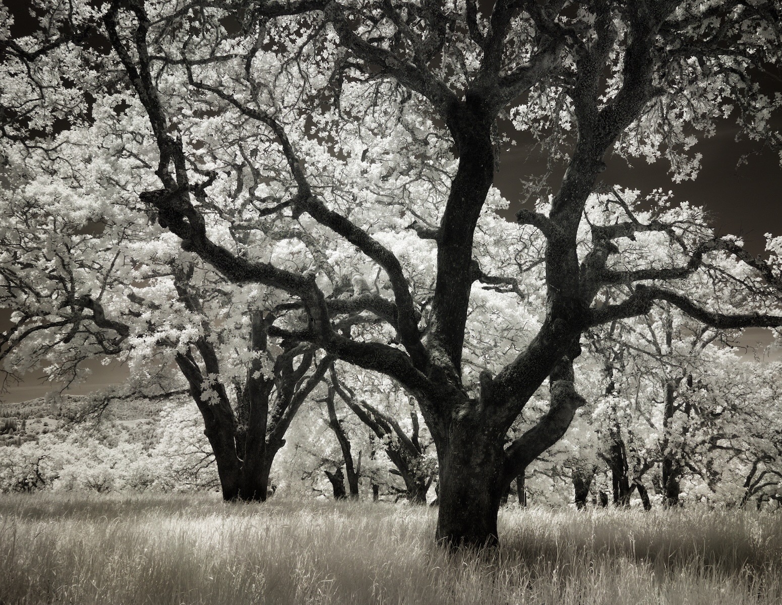 Oak Orchard by Jack Florence Jr