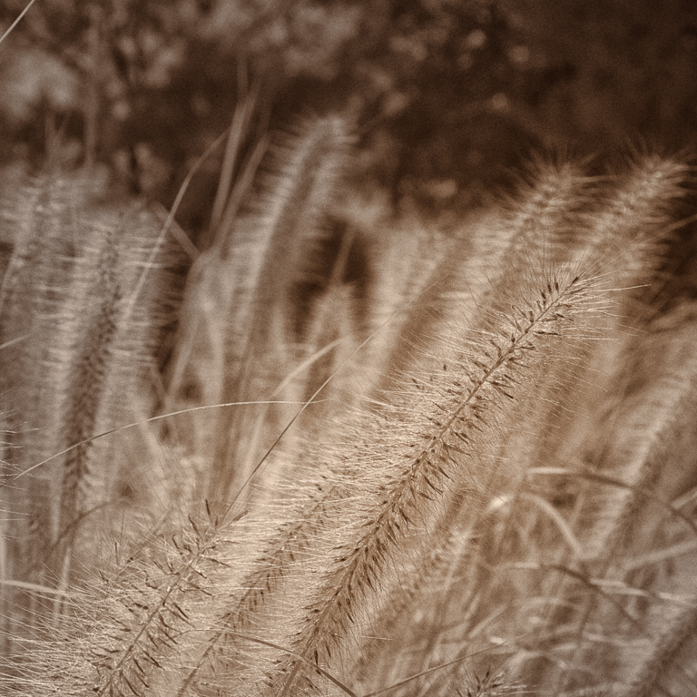 Fountain Grass 