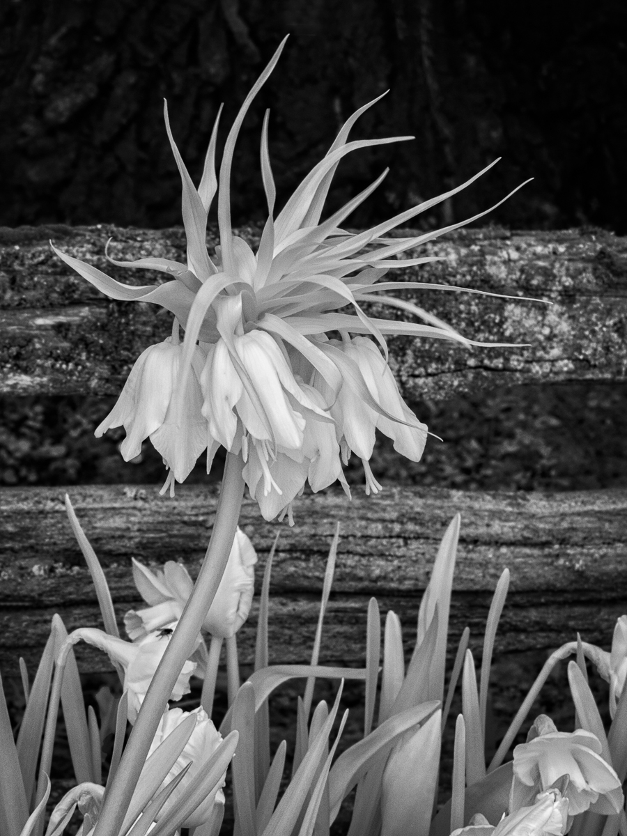 Imperial Fritillary by Henry Heerschap