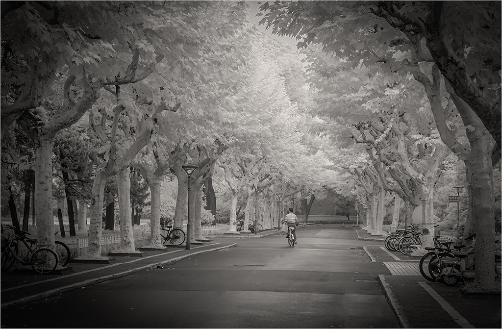 Lane in Fudan University by Charles Walker
