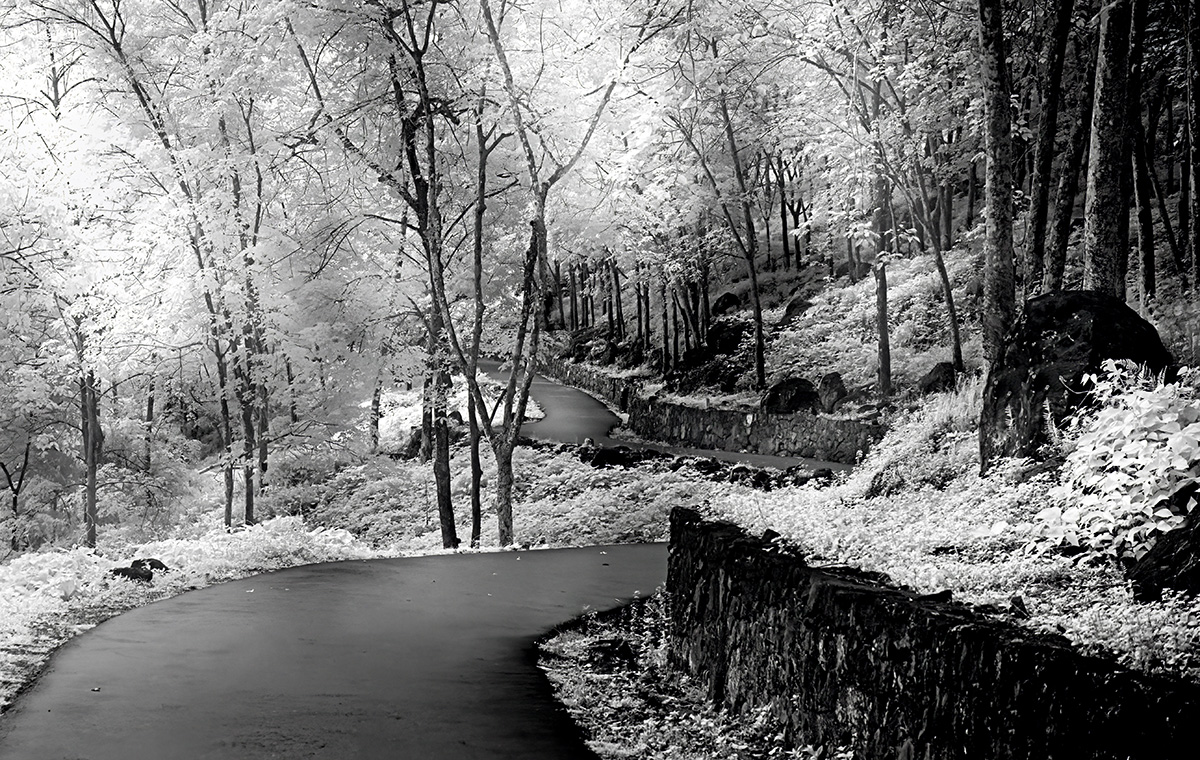 Path Less Travelled by Melanie Hurwitz