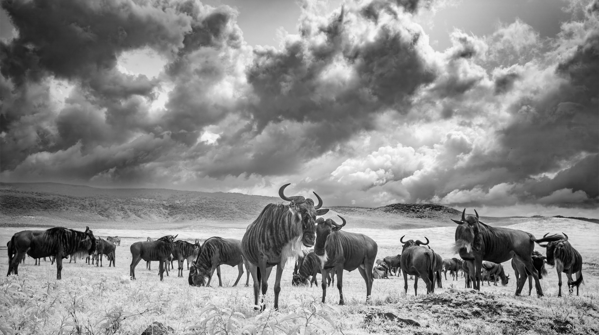 Serengeti by Steve Long