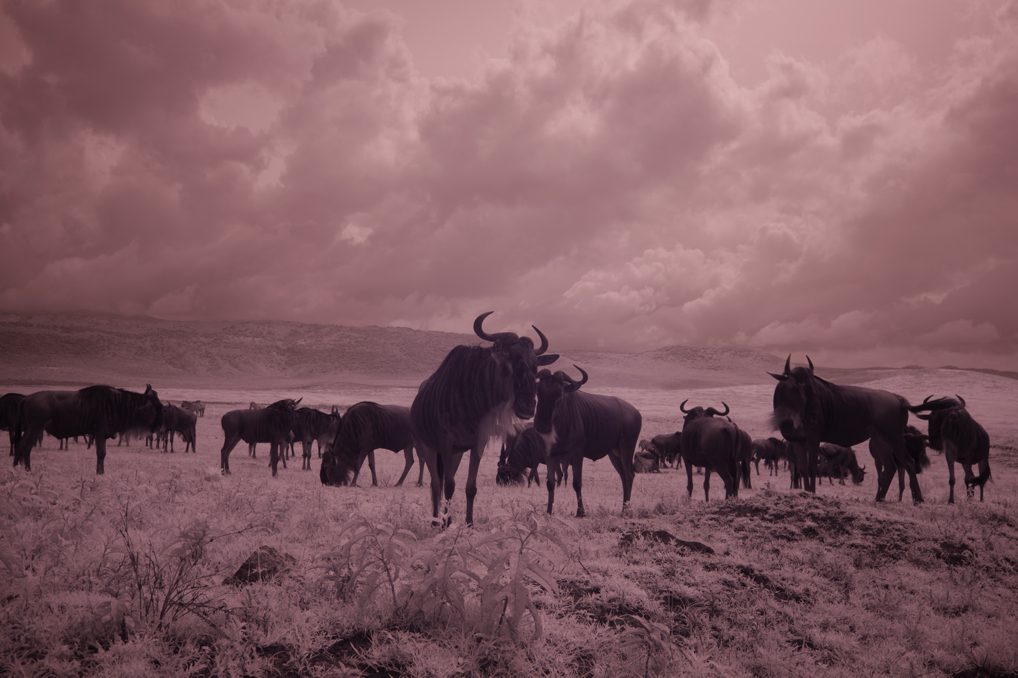 April 2026 - Steve Long