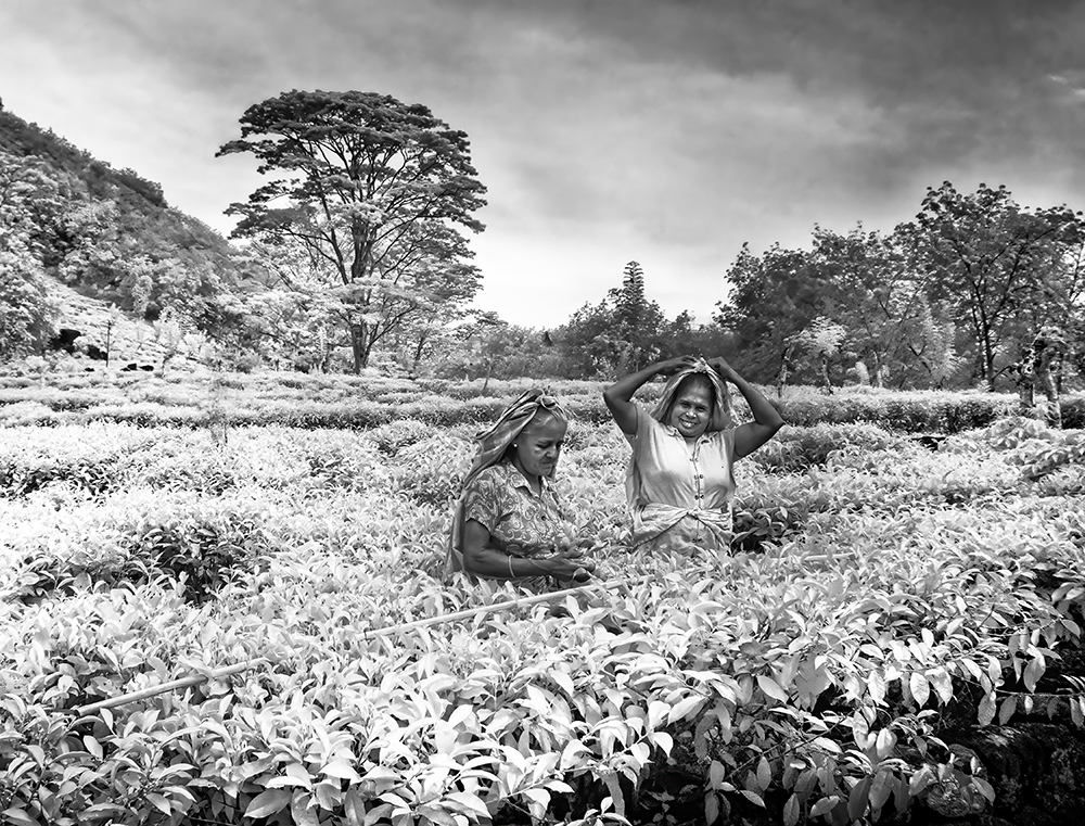 Tea Pickers by Melanie Hurwitz