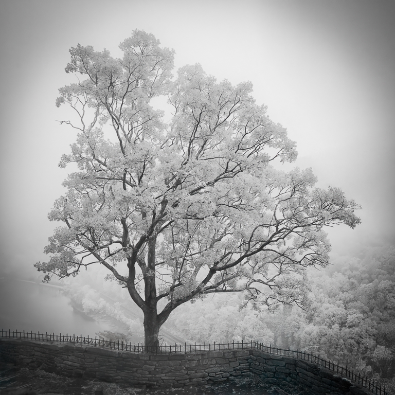 Tree by the Wall  by Emil Davidzuk