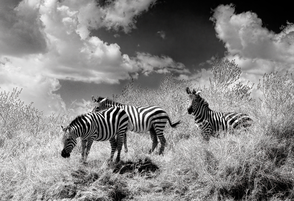 Zebra by Melanie Hurwitz