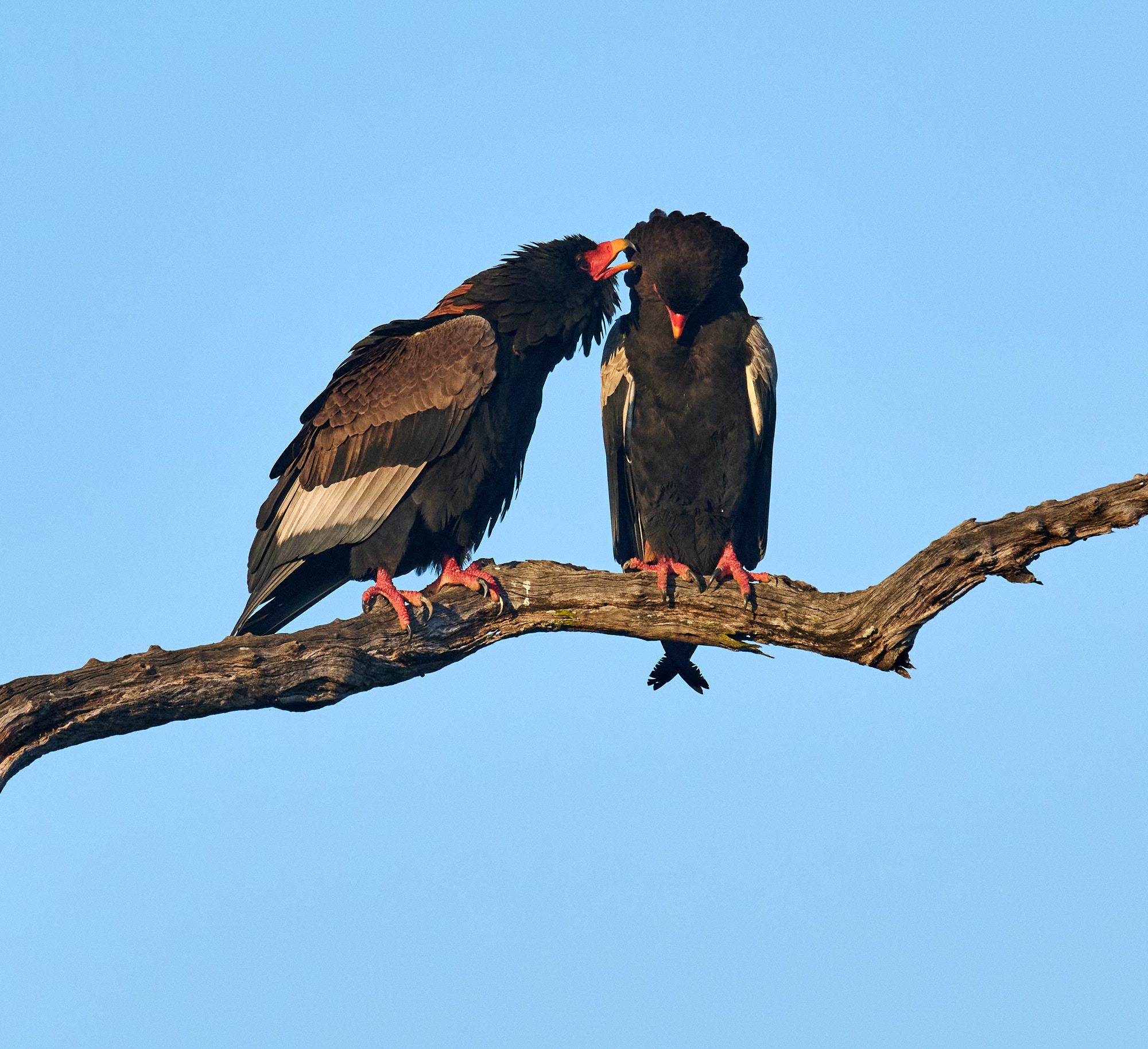 Bataleur Eagle by Cindy Marple