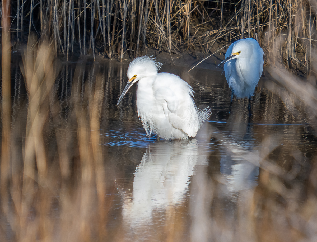 Foraging by Scott Ainsworth