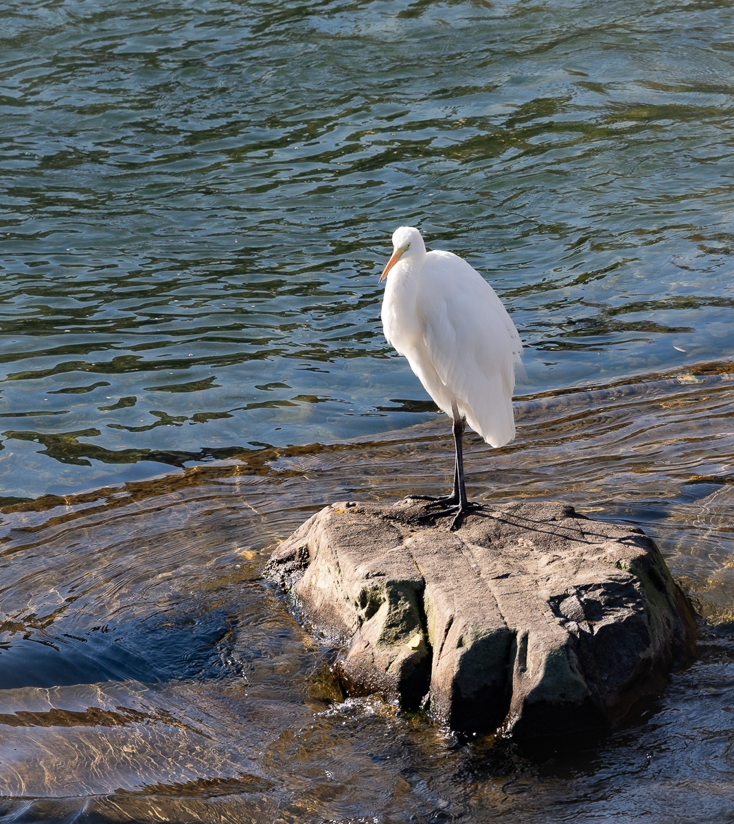 Great Egret by Scott Ainsworth
