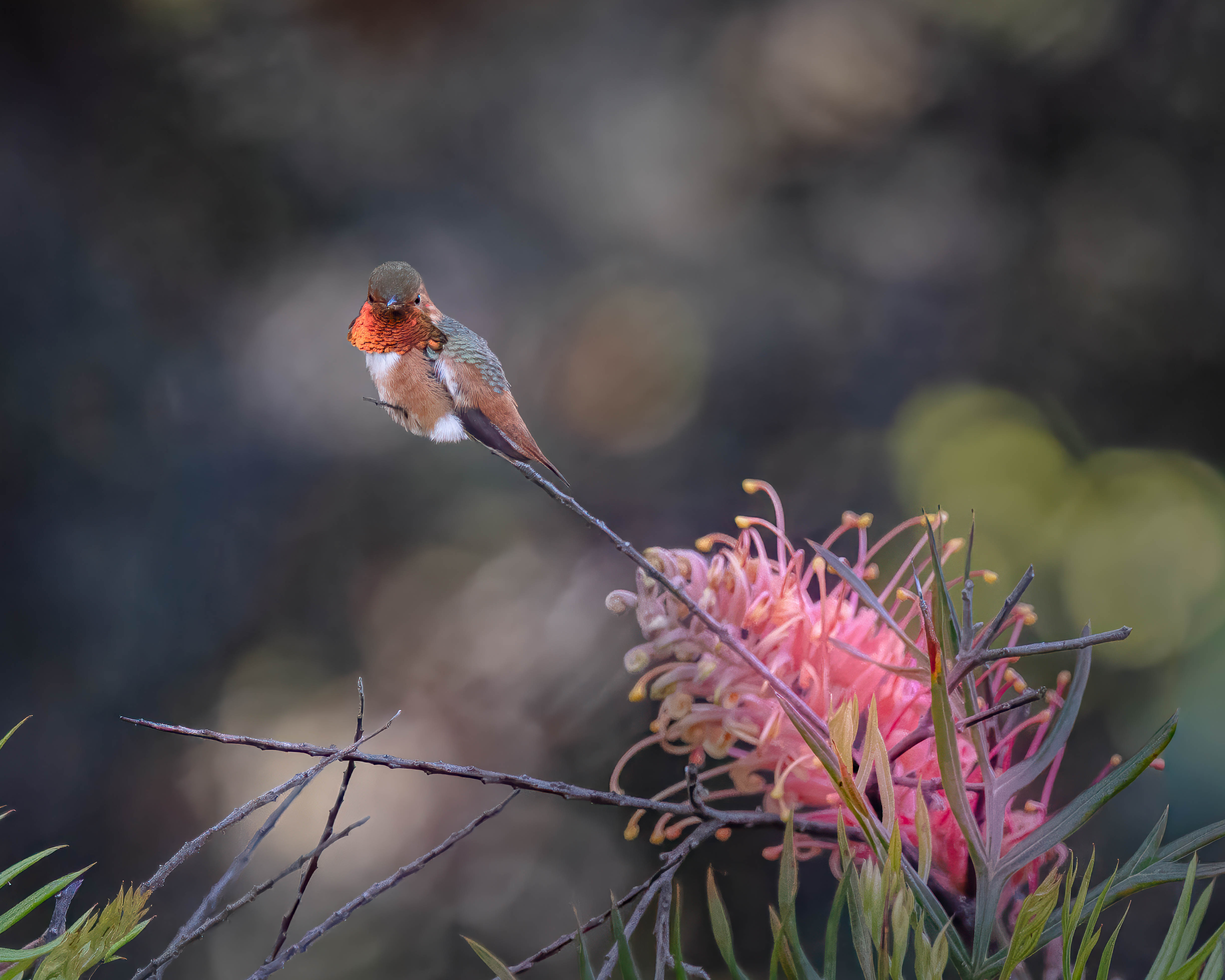 Allen's Hummingbird by Bud Ralston