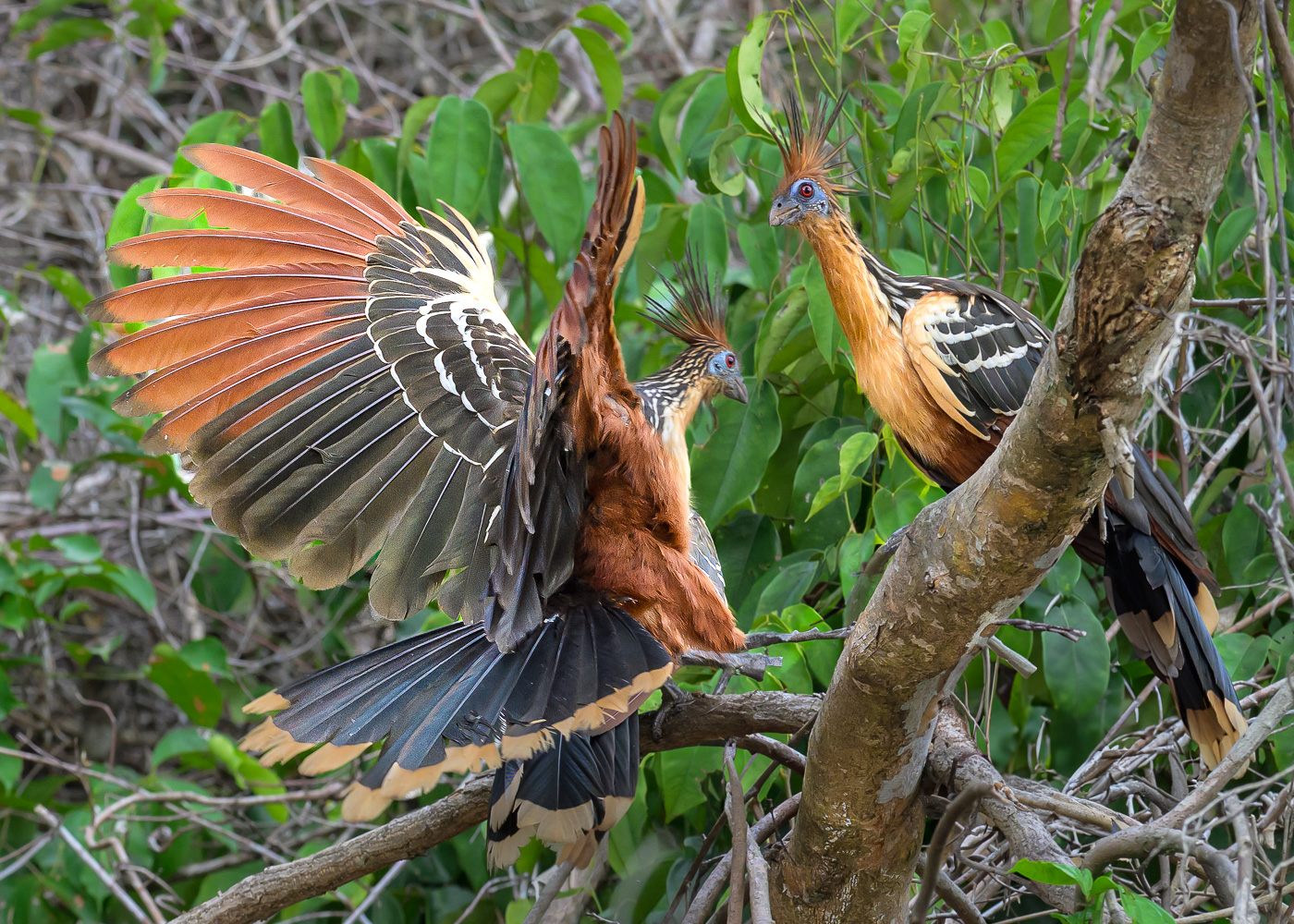 Amazon Hoatzin by Michael Weatherford