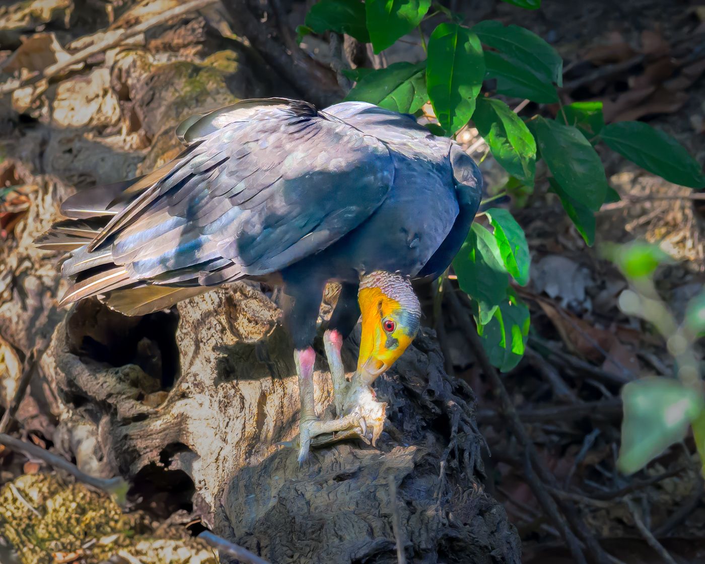 Yellow Headed Vulture by Michael Weatherford