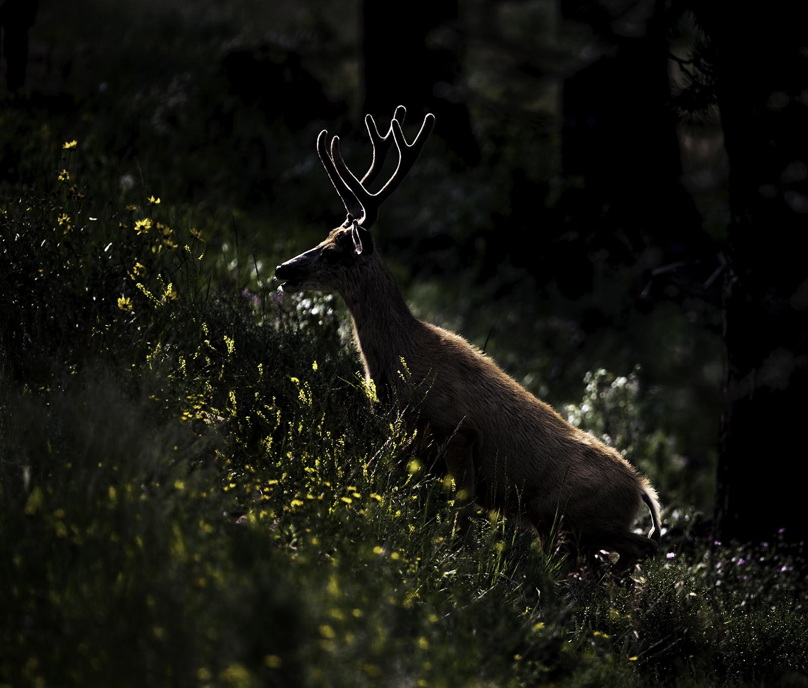 Rim Light on Velvet by Larry Treadwell