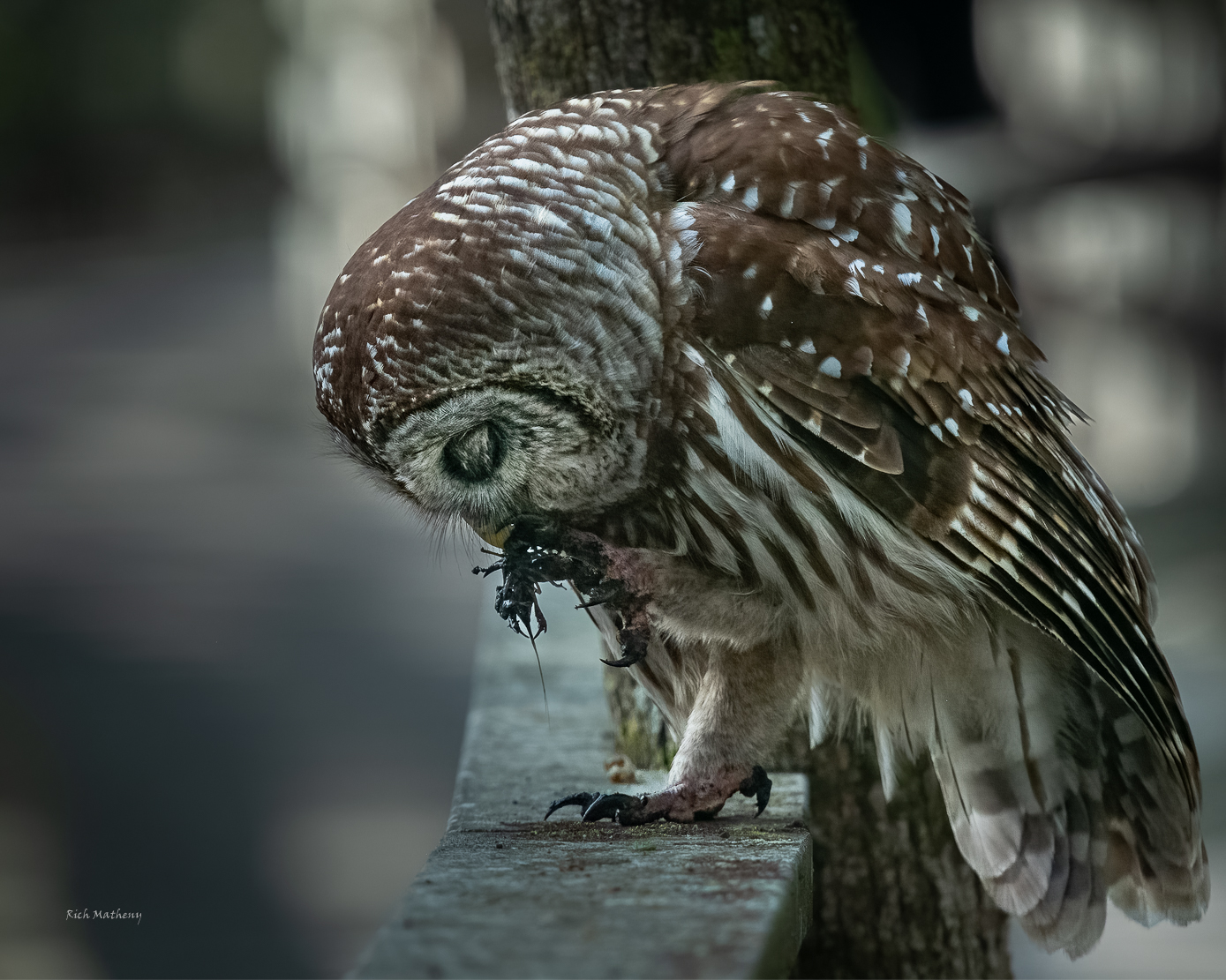 Barred Owl by Richard Matheny