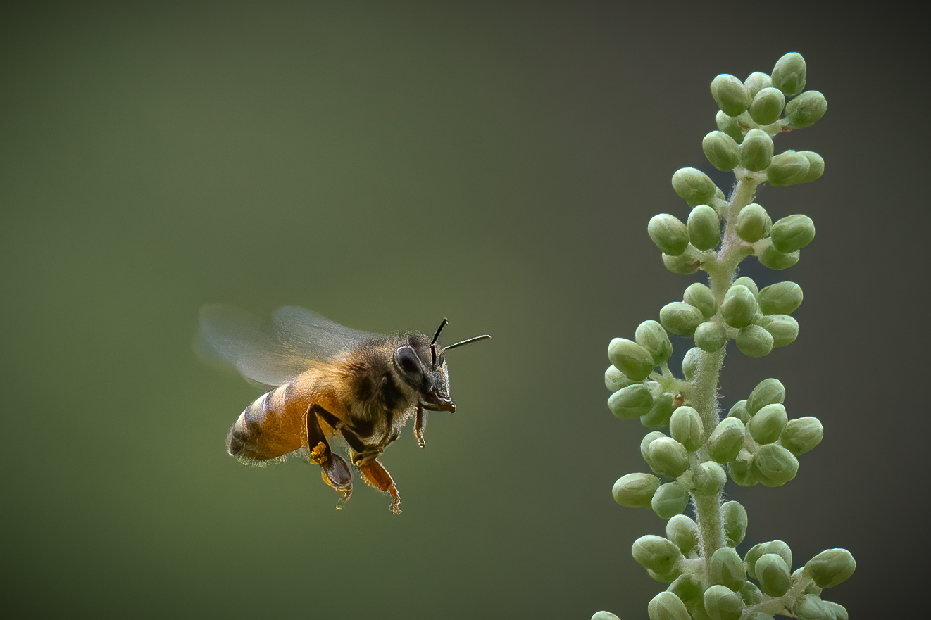 Bee by Richard Matheny