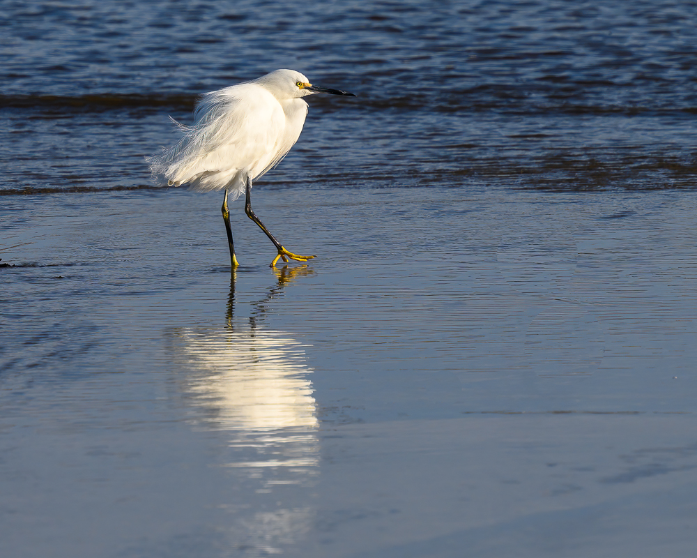 Little Egret by Bud Ralston