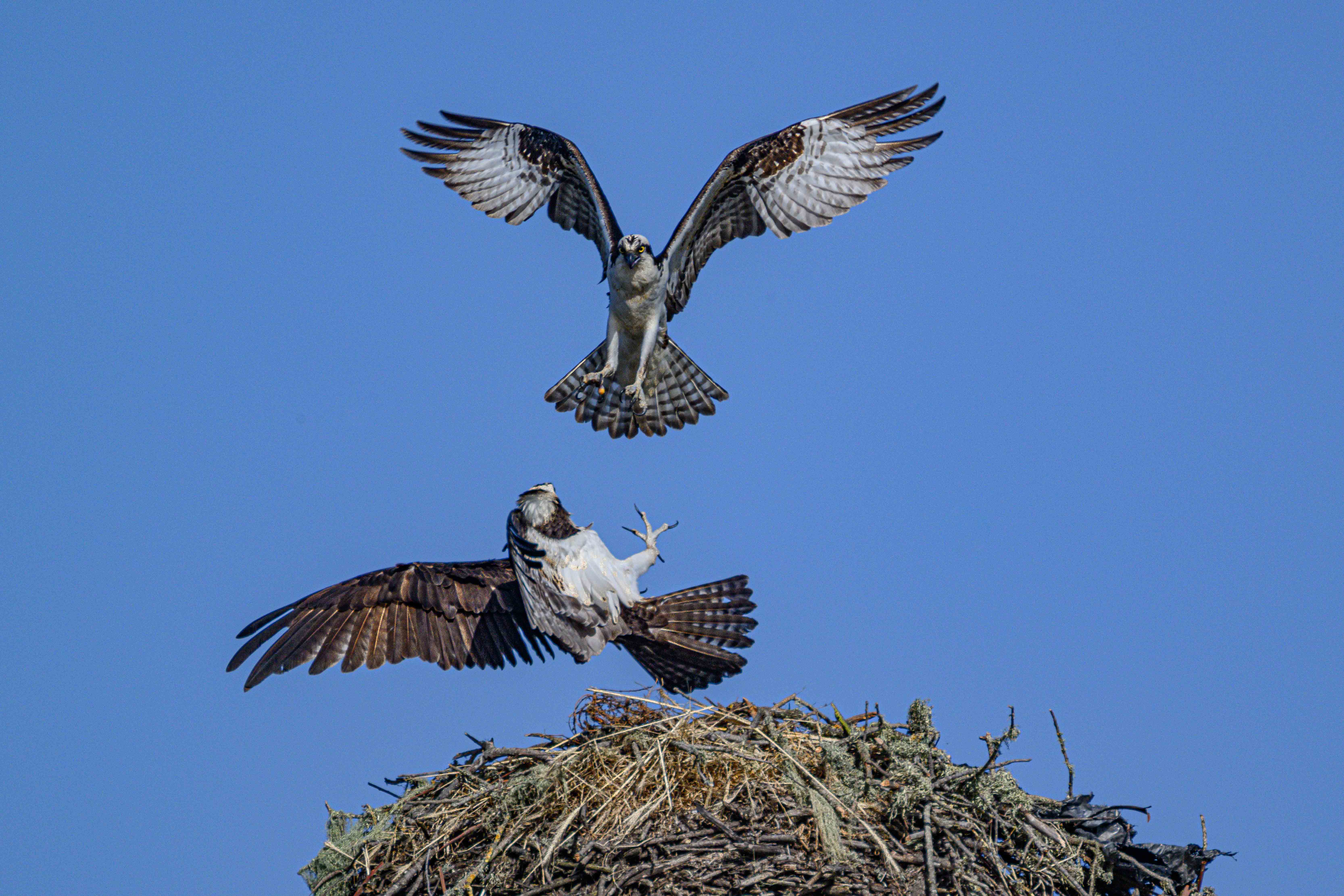 Osprey Flight by Bud Ralston