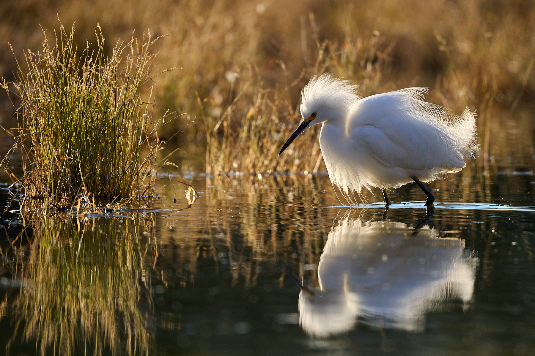 Attitude by Cindy Marple