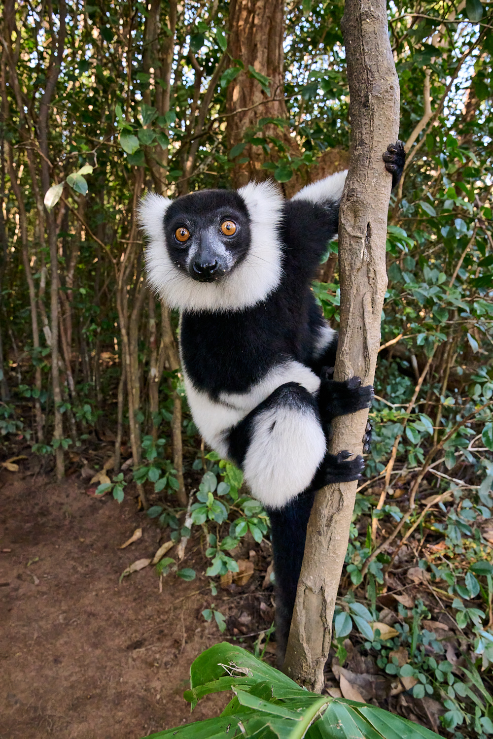 Lemur by Cindy Marple