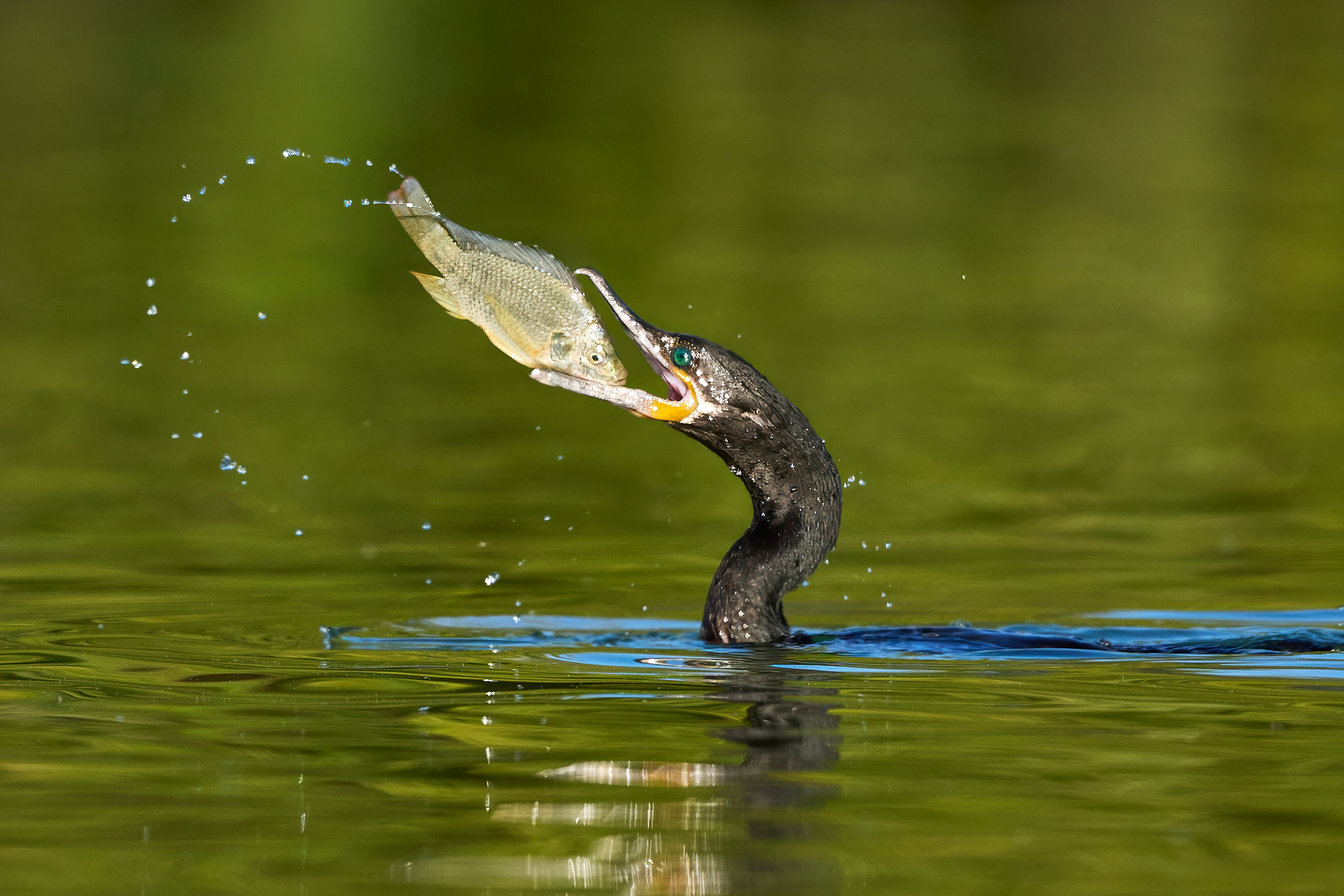 Fish Flipper by Cindy Marple