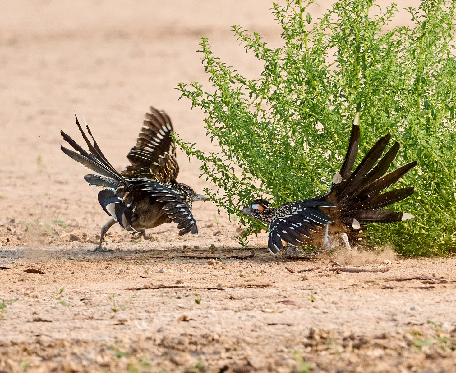 Roadie Duel by Cindy Marple