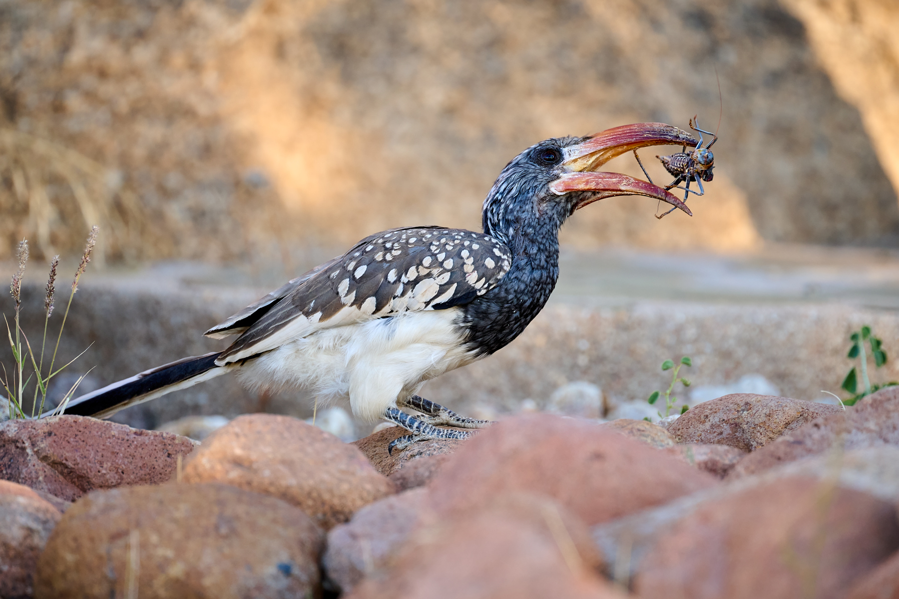  Big Bill, Big Bug by Cindy Marple