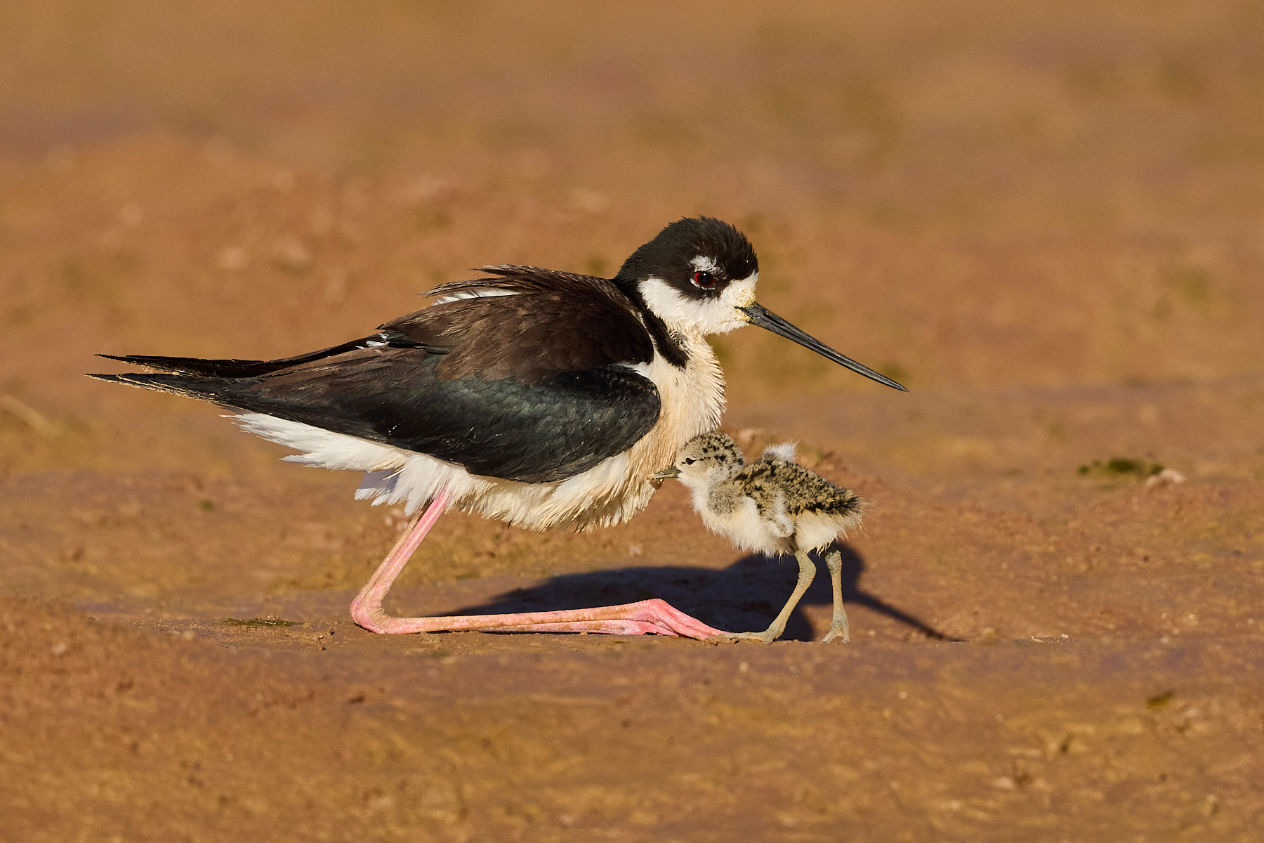 Ready to Brood by Cindy Marple