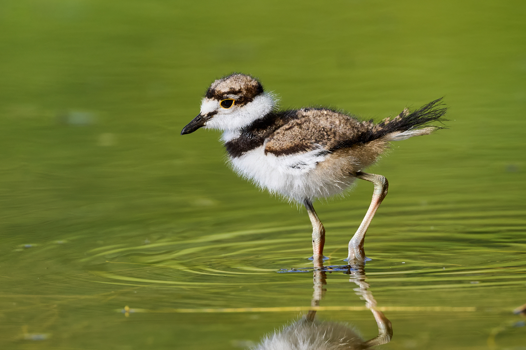 Killdeer Chick by Cindy Marple