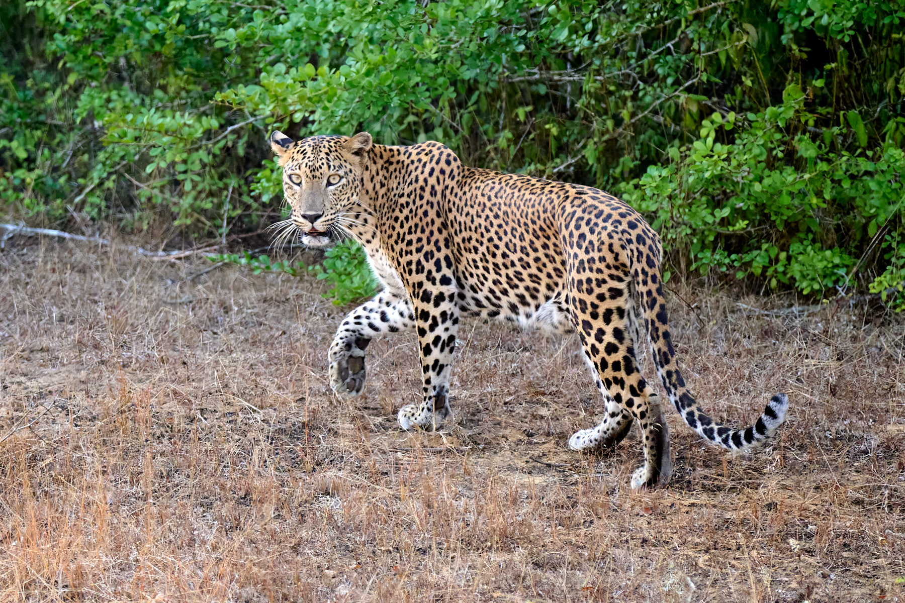 Asiatic Leopard by Cindy Marple