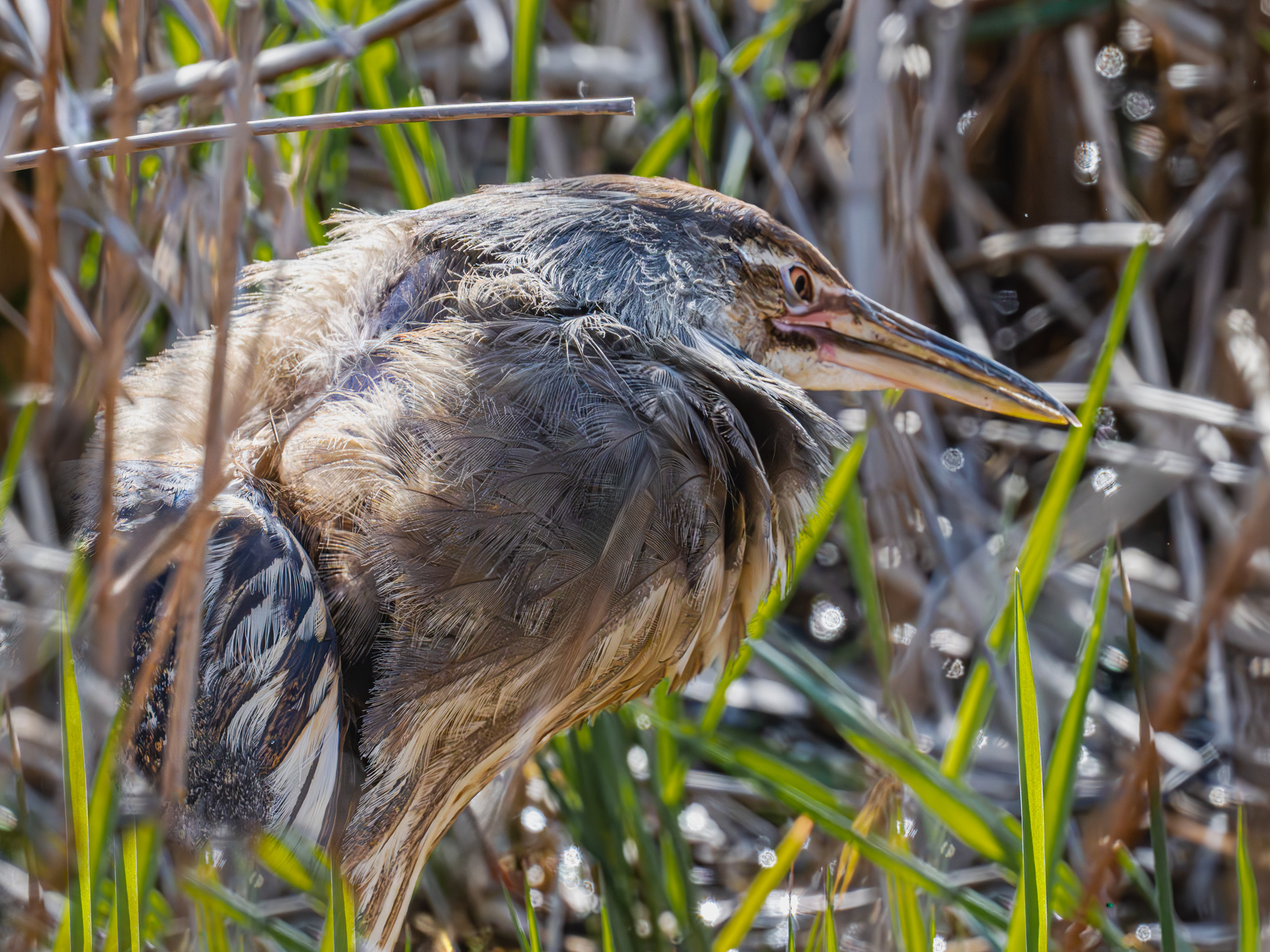  I'm Hiding as Fast as I Can by Susan Cifaldi