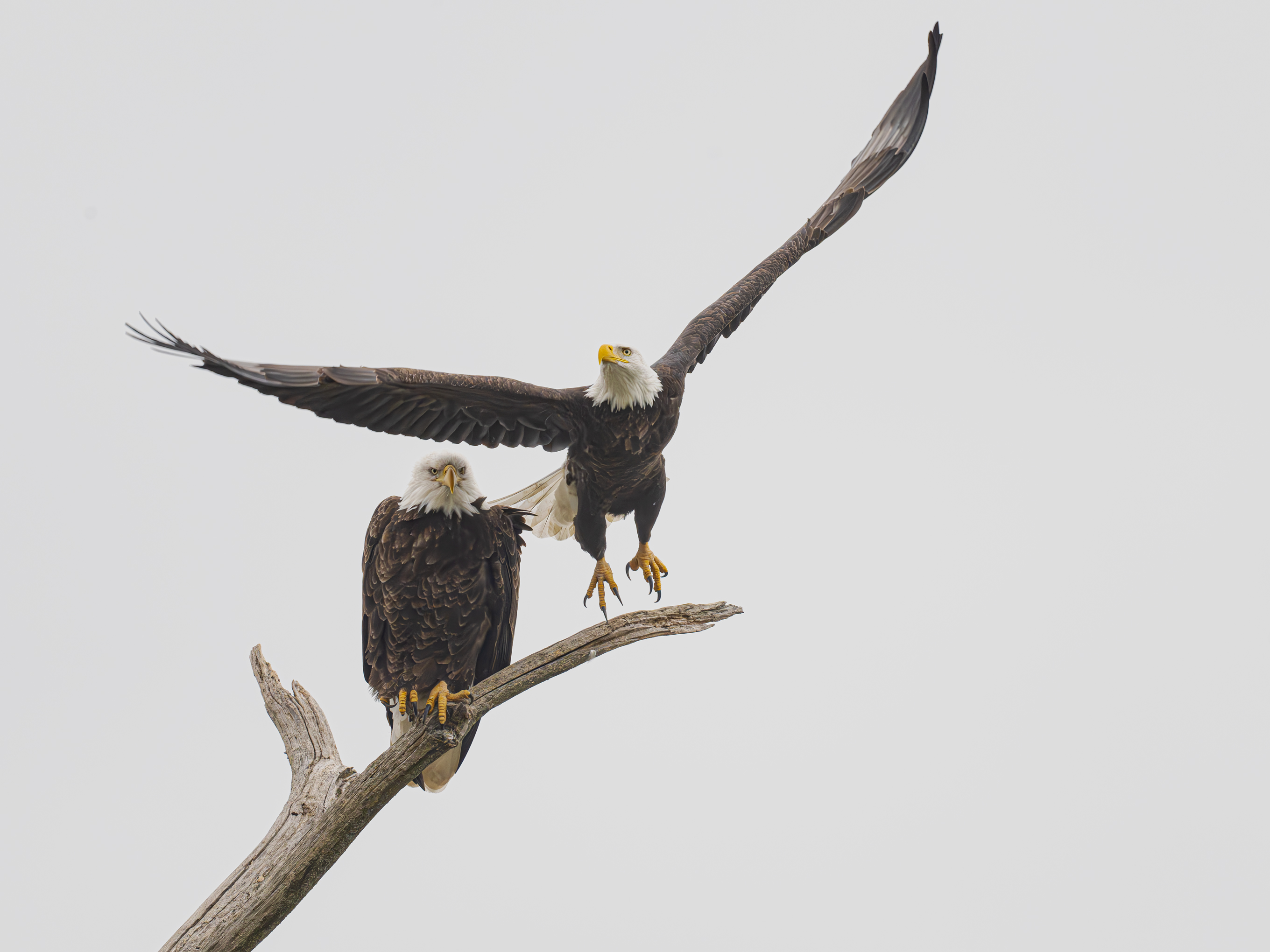 Jumping for Joy by Susan Cifaldi