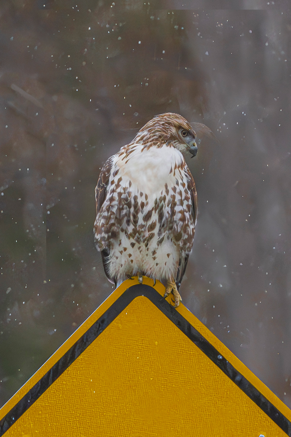 Sign of a Redtail by Susan Cifaldi