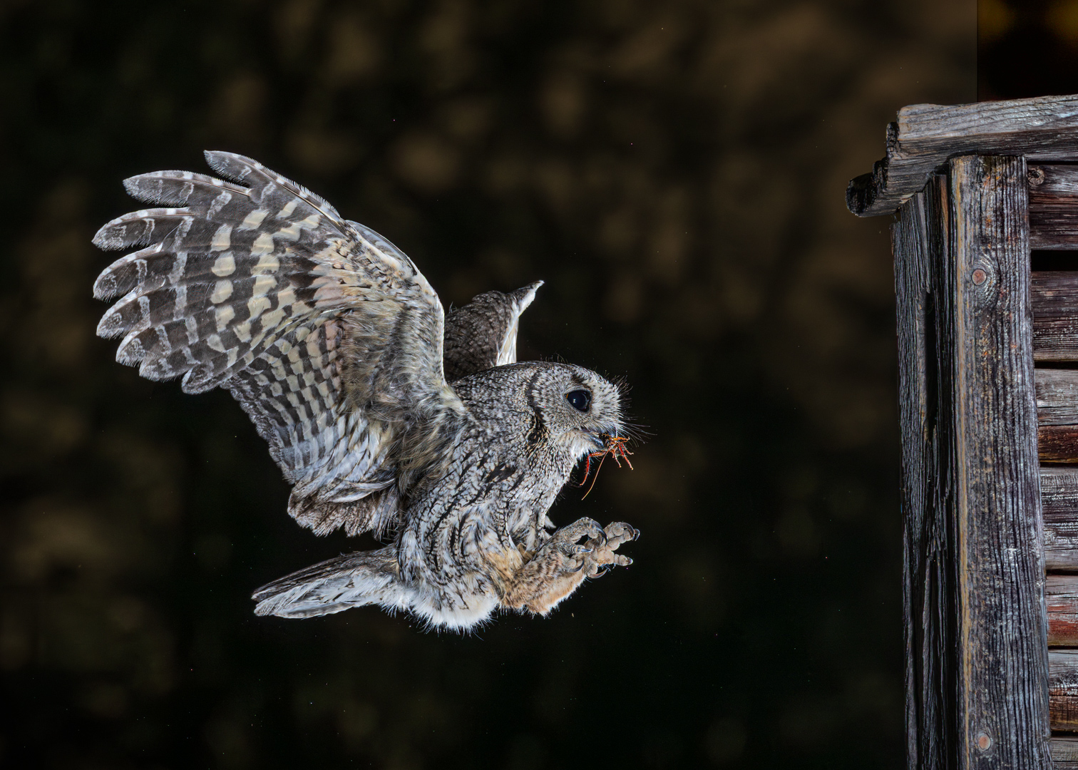 Delivering Dinner by Butch Mazzuca