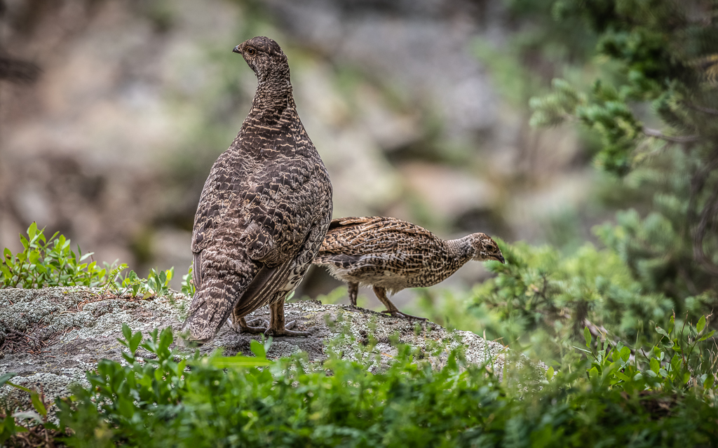Dusky Grouse by Michael Weatherford