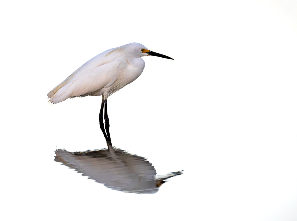 High Key Snowy Egret by David Kepley