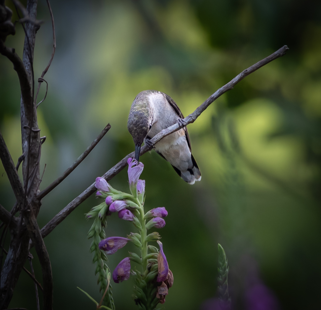 Hummingbird by Michael Weatherford