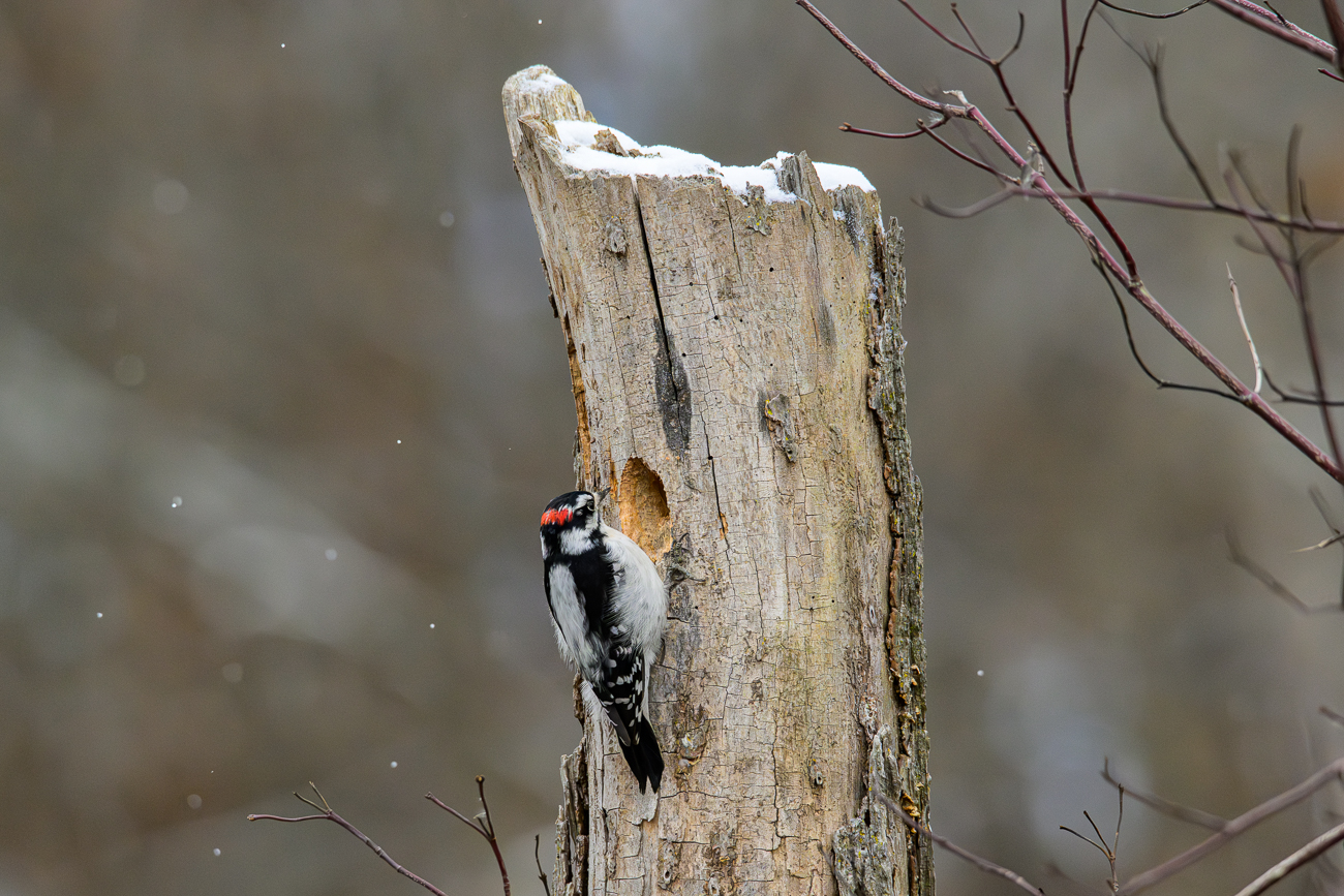 Wood Carving Demo by Jenny Parbs