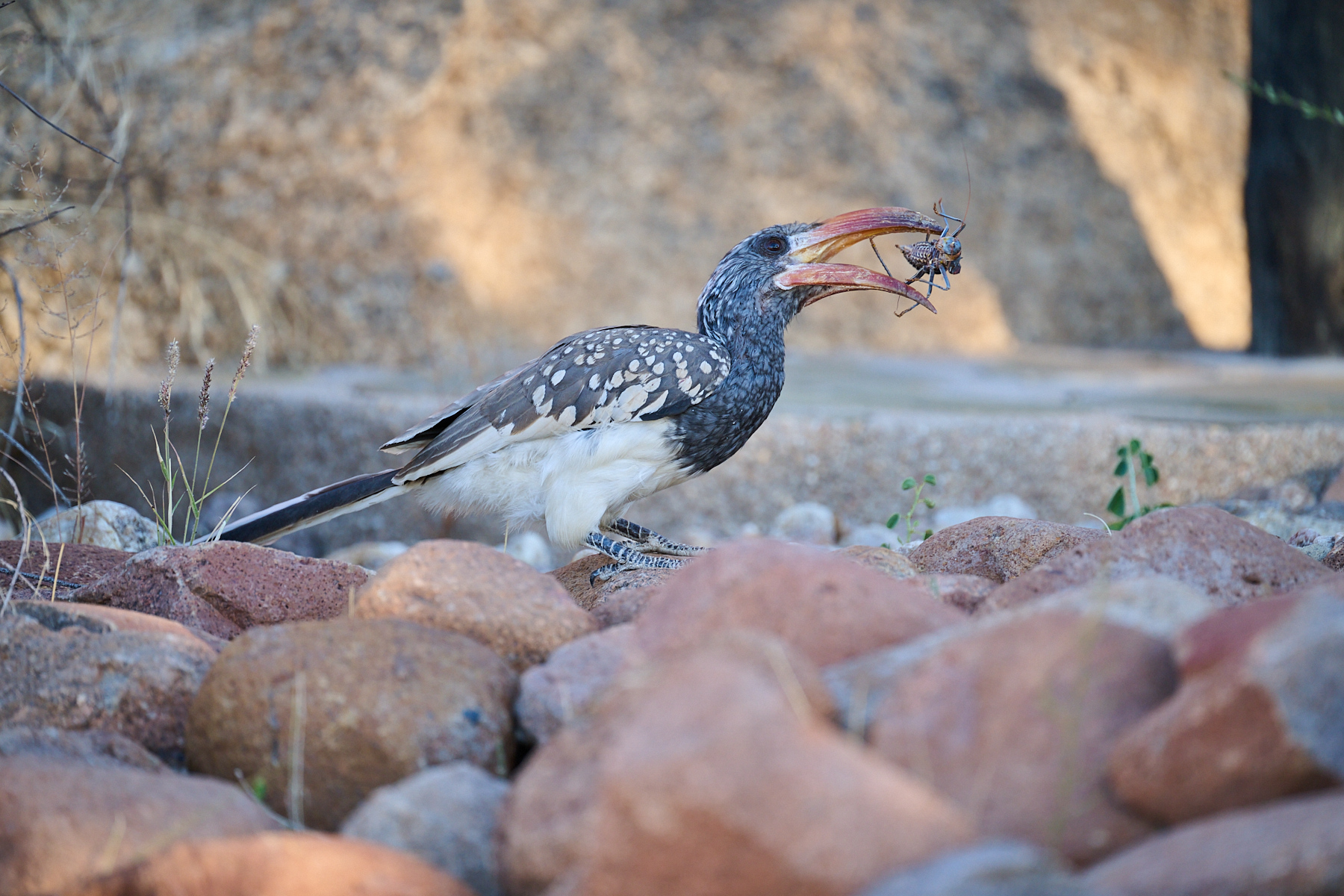 December 2025 - Cindy Marple