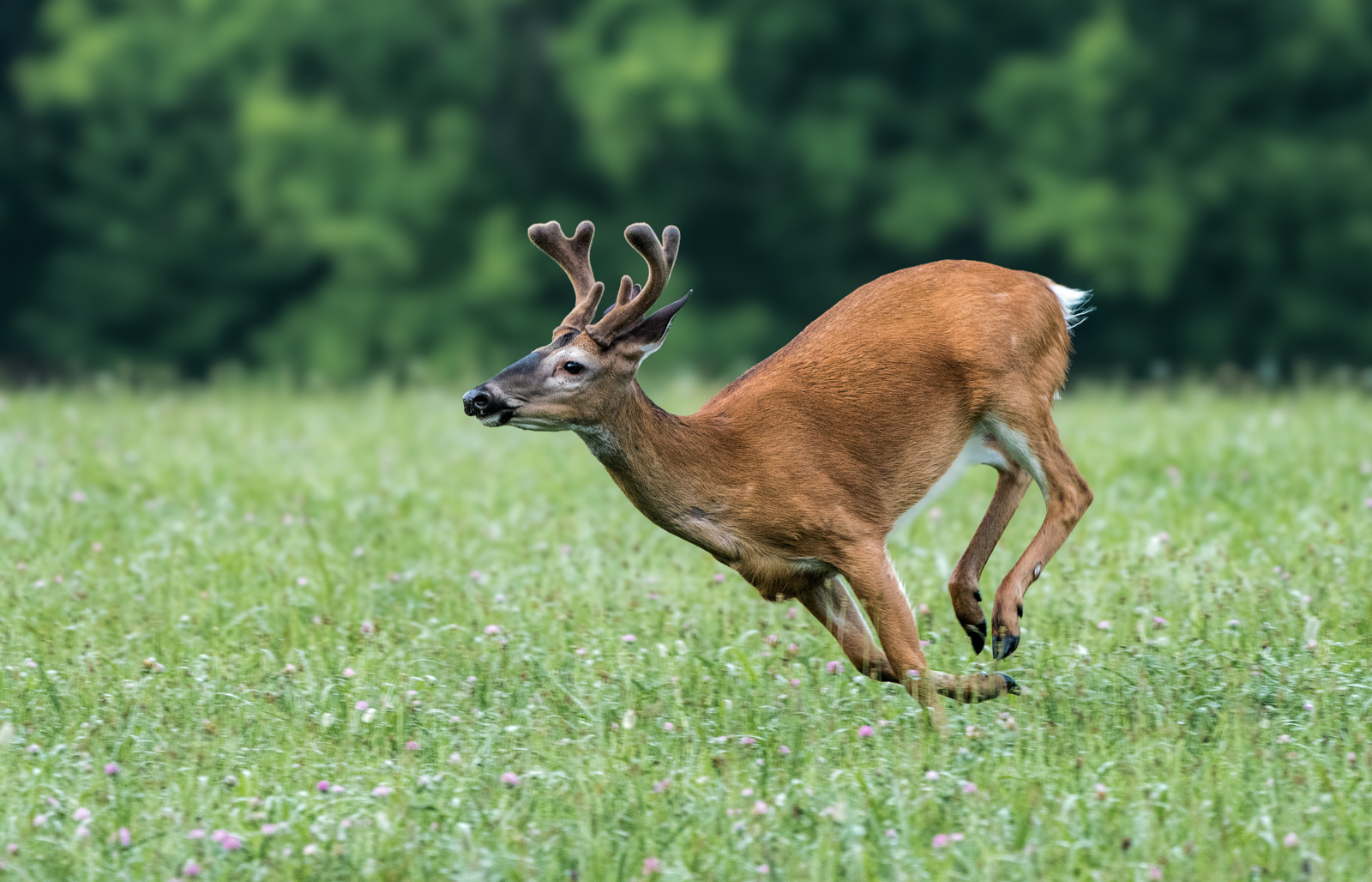 On the Run by Larry Treadwell