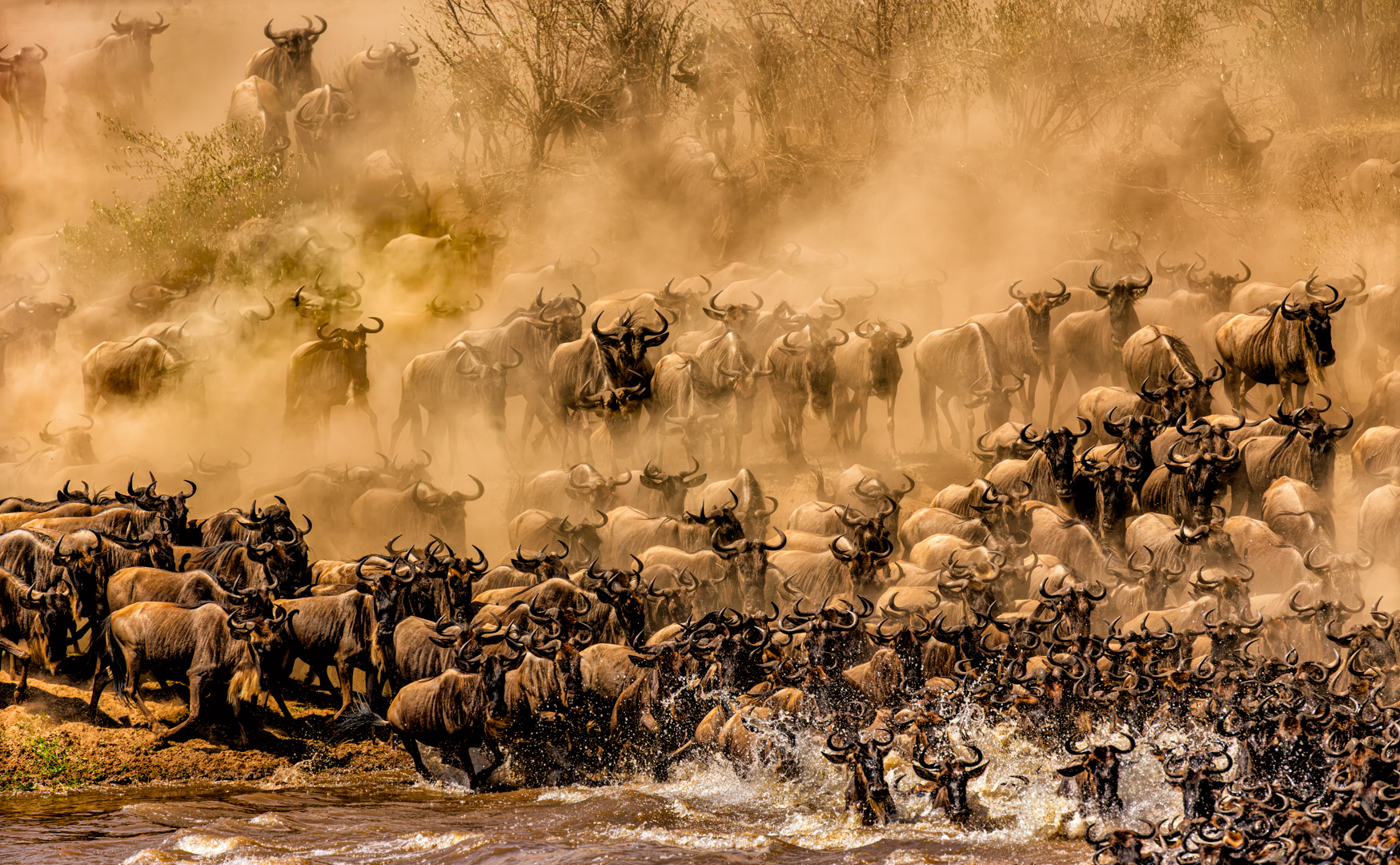 Organized Chaos by Butch Mazzuca