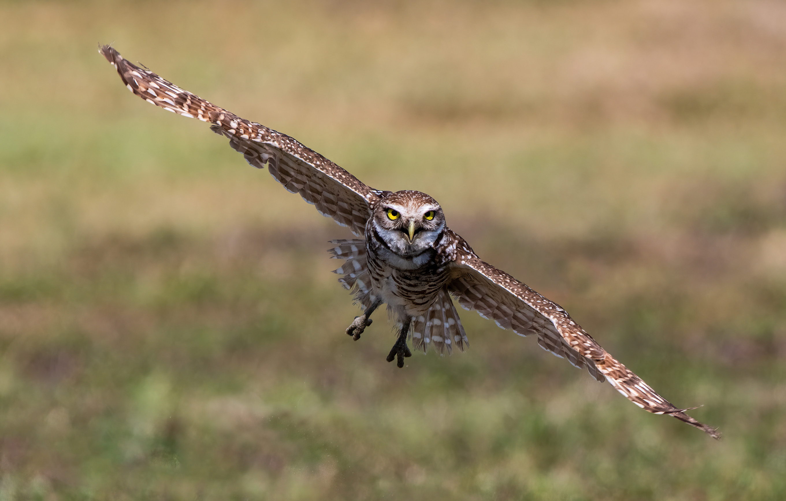 Burrowing Owl by Larry Treadwell