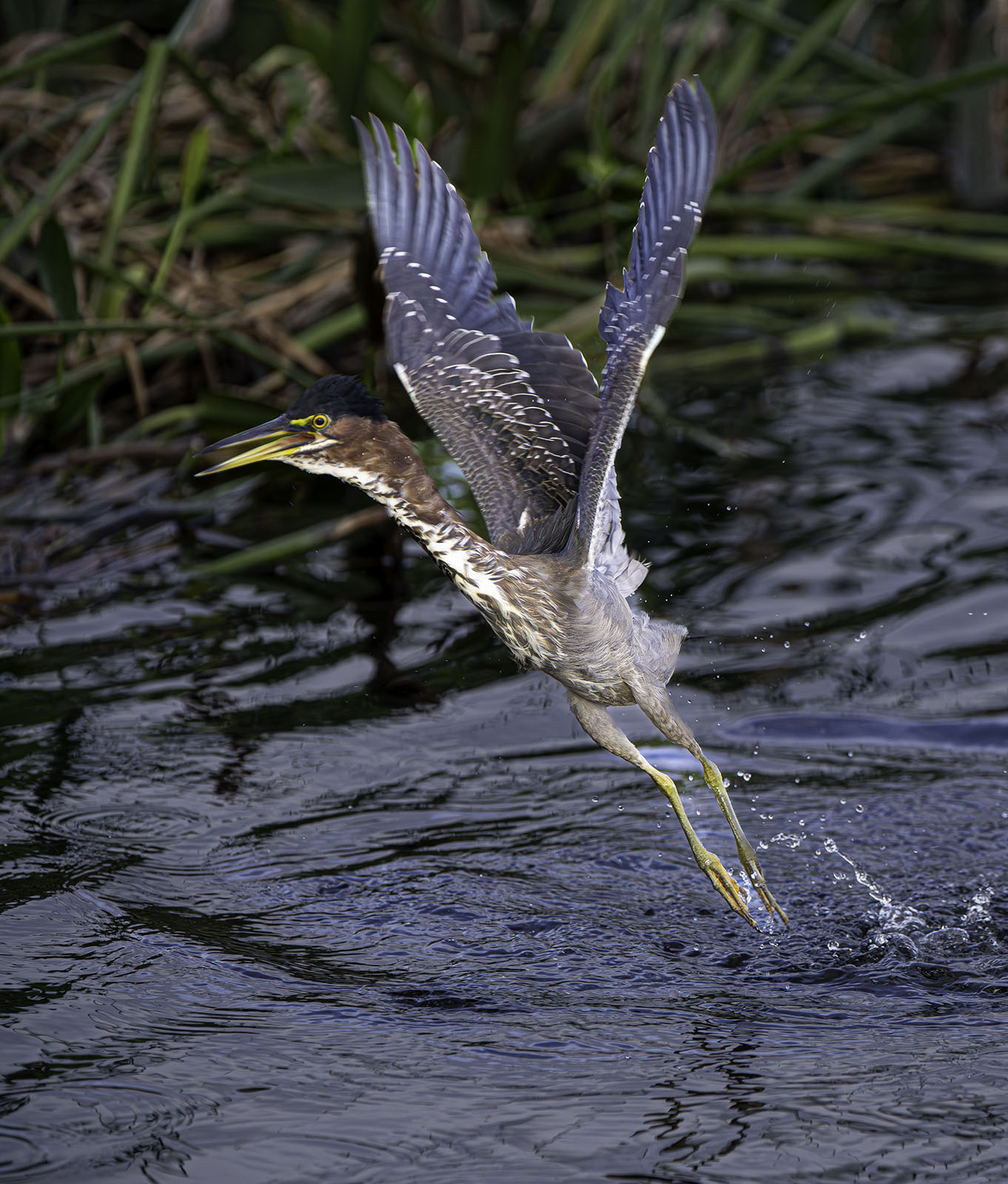 Green Heron Rising by Larry Treadwell