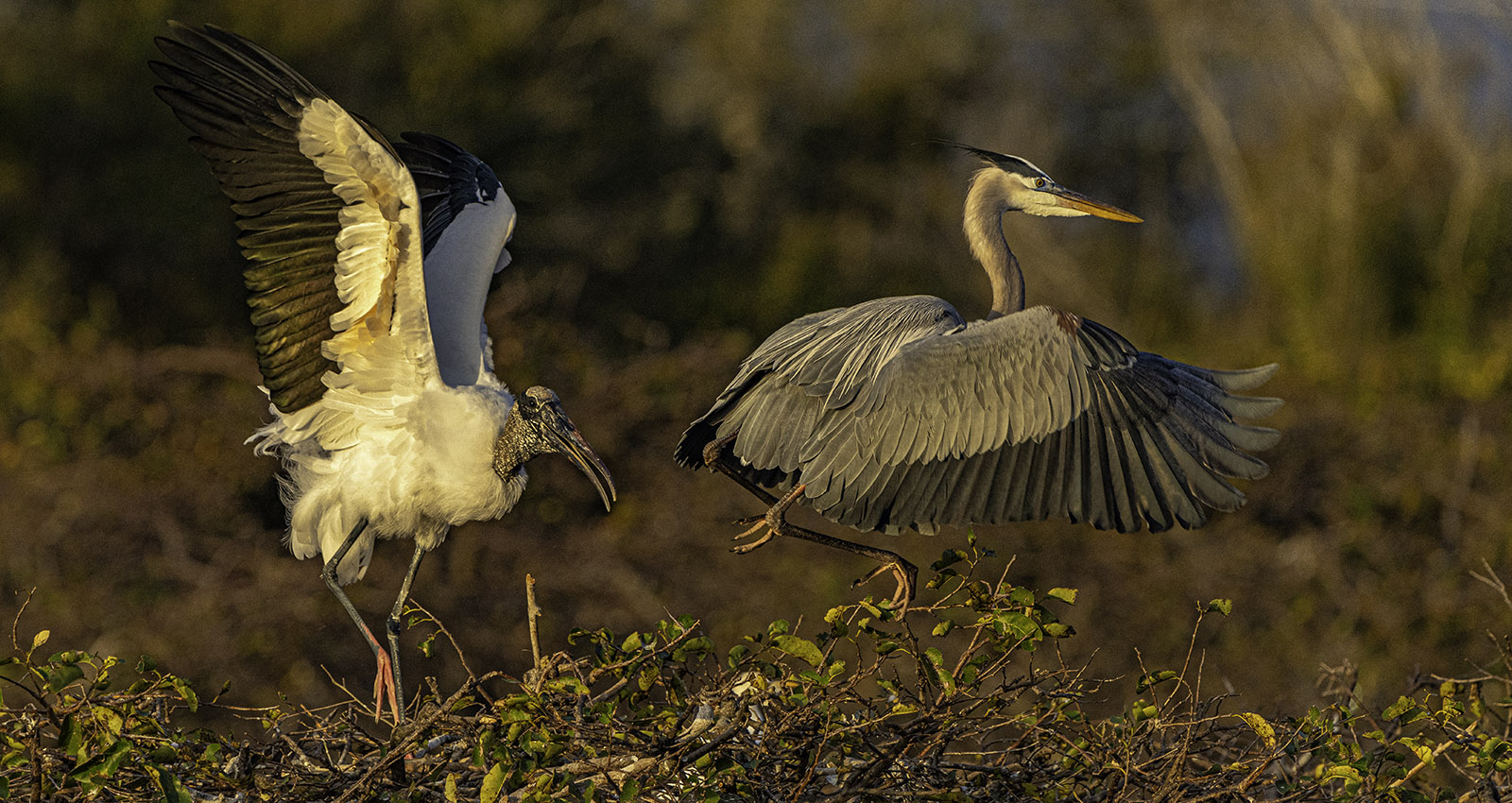 Territorial Dispute by Larry Treadwell