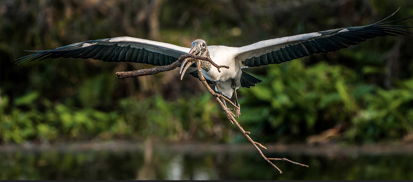 Woodstork with Lumber by Larry Treadwell